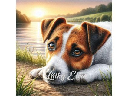 Jack Russell teriér při západu