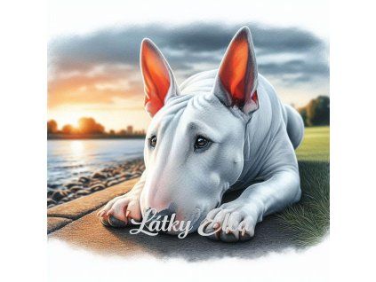 anglický bulteriér při západu