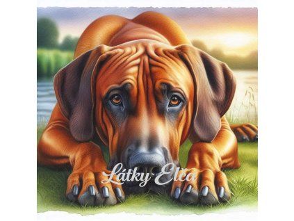 rhodéský ridgeback při západu