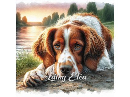 Brittany Spaniel při západu