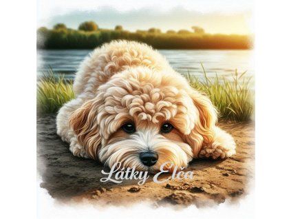 Cavapoo při západu