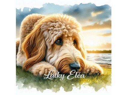 zlatý doodle při západu