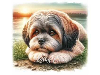 Shih Tzu při západu