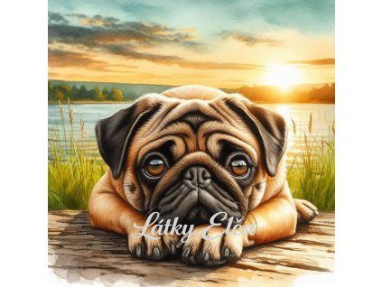 Mops (pug) při západu