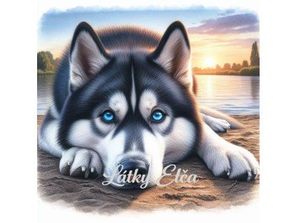 sibiřský husky při západu