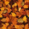 Fall Leaves 4096x4096x 300DPI 5