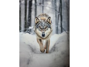 Teplákovina panel zimní vlk