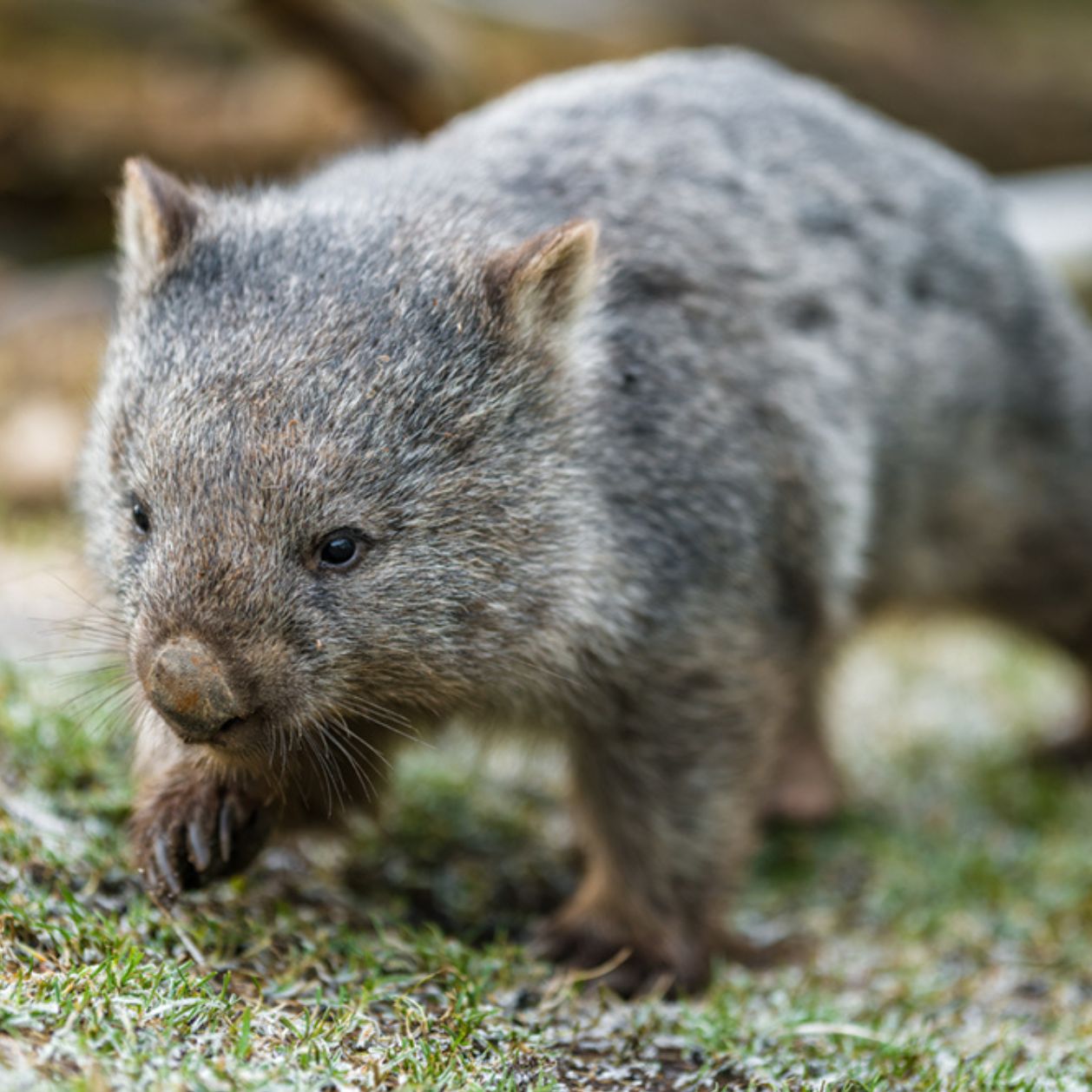 Vombati: fascinující australská zvířata