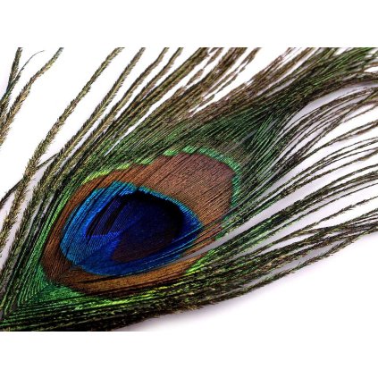 Paví peří délka 70-110 cm (Varianta paví přírodní, Balení 1 ks)