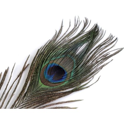Paví peří délka 20-30 cm (Varianta paví přírodní, Balení 12 ks)