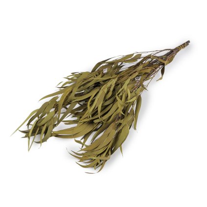 Stabilizovaný eukalyptus svazek (Varianta 5 černá, Balení 1 svaz.)