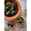 blossombs lifestyle 01 52cdea9a b36d 4c62 9d33 c5d3d4594b68