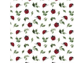 ladybug