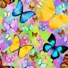 motyl