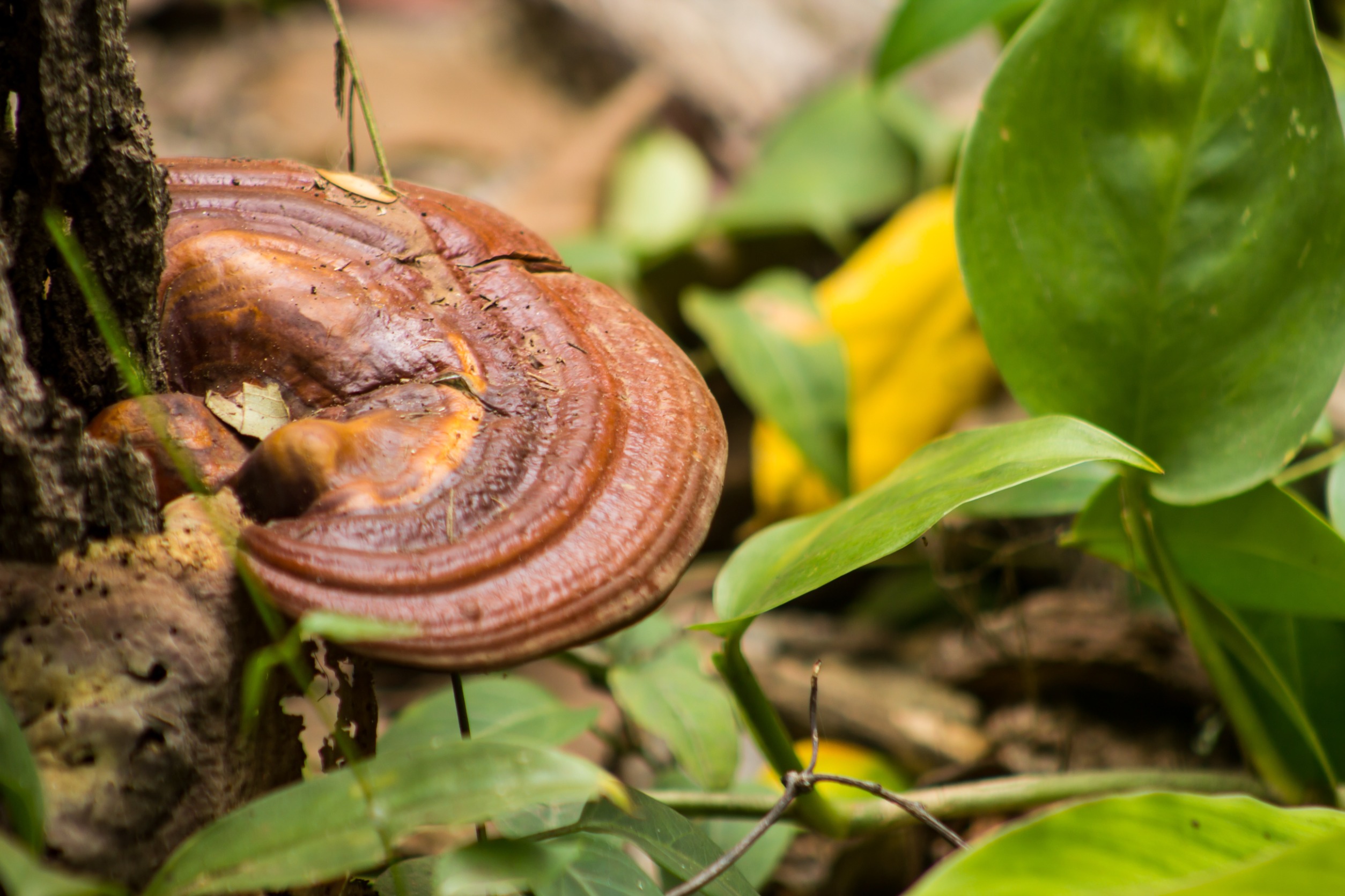 Reishi a její blahodárný vliv na imunitu