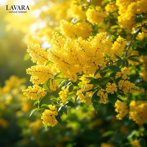 Mimóza: Keď láska kvitne