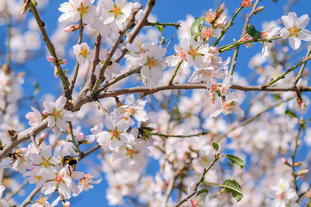 Februárové kvety: Predohra jari