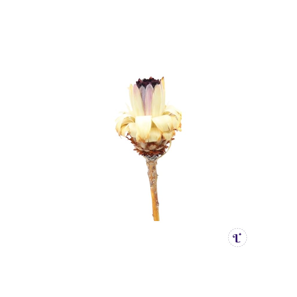 nerifolia daffodil color o scervena