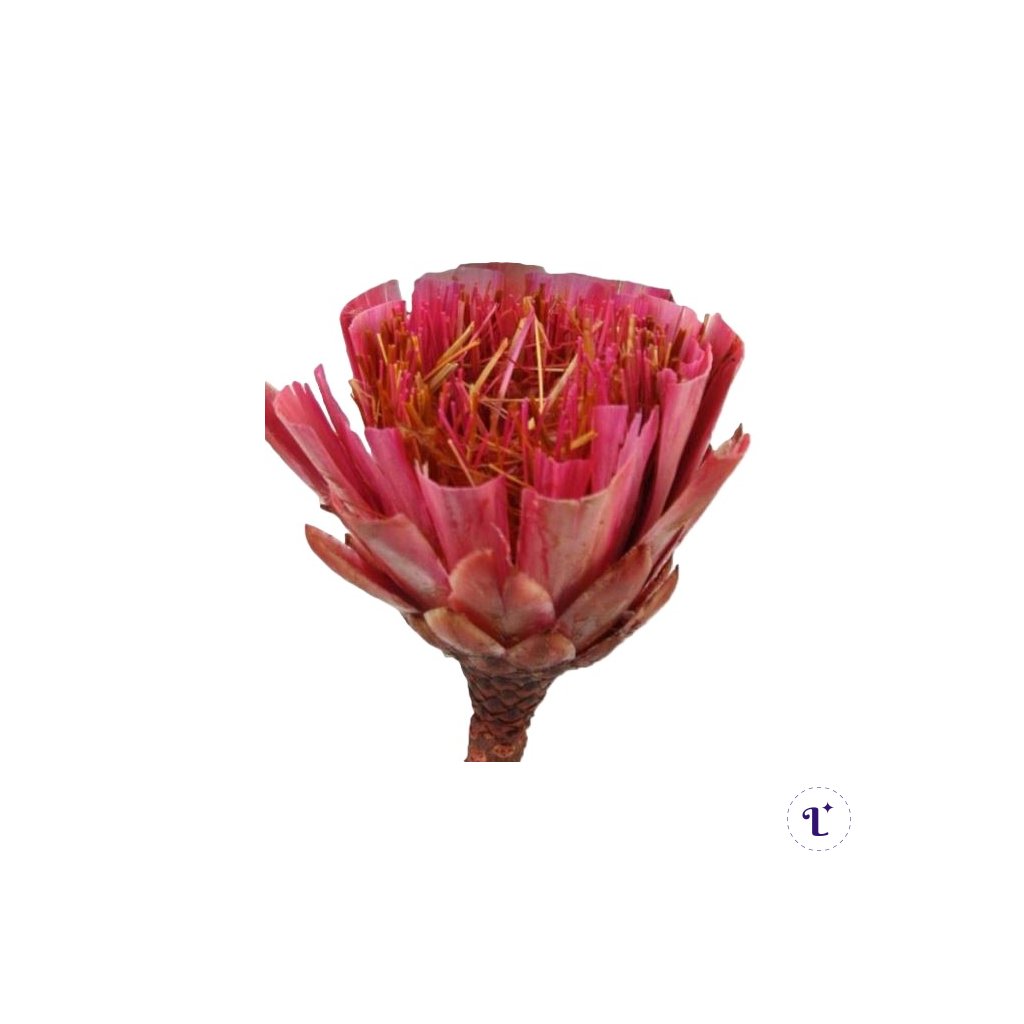 repens cut color ruzova