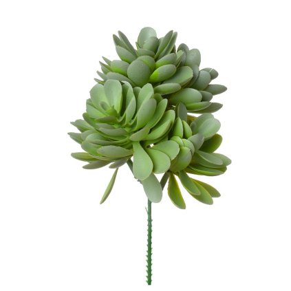 ZÁPICH ECHEVERIA ZELENO-SIVÁ 19CM