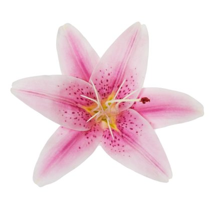 HLAVA ĽALIA FIALOVÁ D:12CM