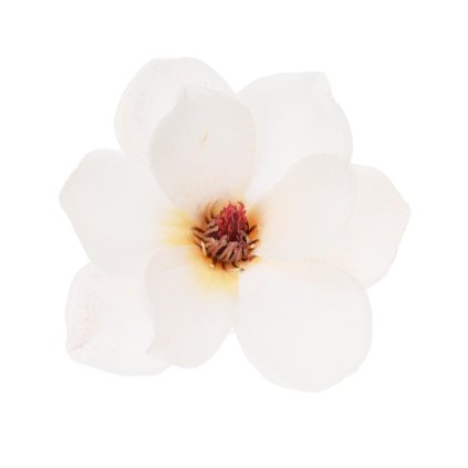 HLAVA MAGNÓLIA KRÉM 14cm