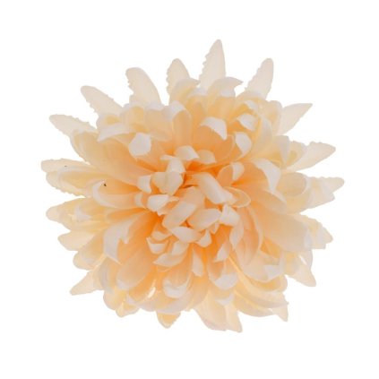 HLAVA CHRYZANTÉMA LOSOS