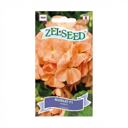 PELARGONIA KRÚŽ LOSOSOVÁ F1 8s