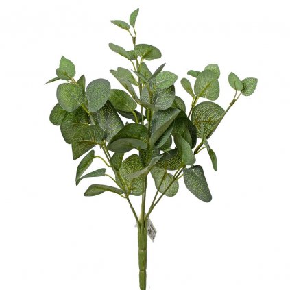 ZÁPICH EUCALYPTUS CYNEREA 40CM