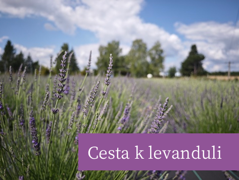 Cesta levandule