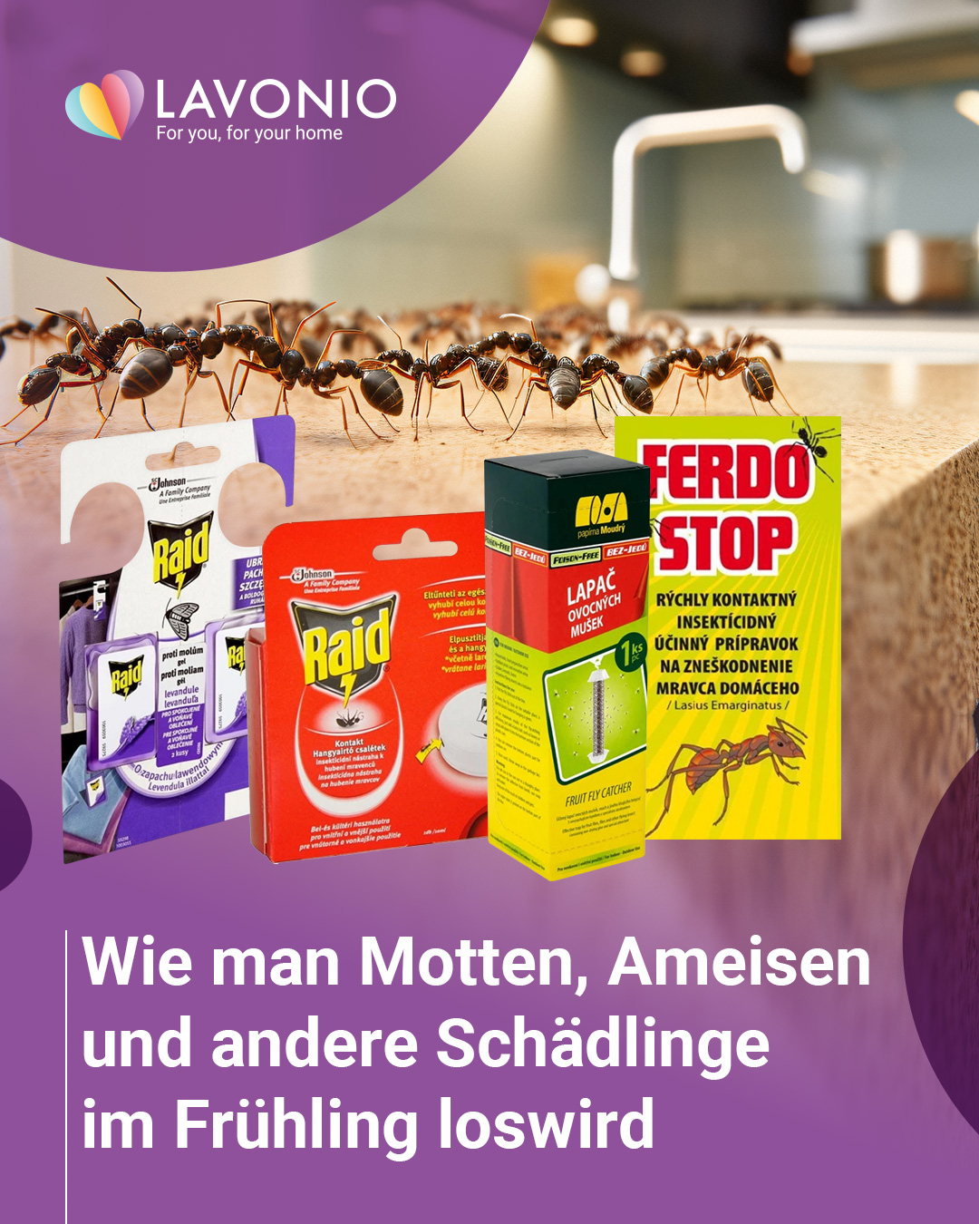 Erfahren Sie, wie Sie im Frühjahr Motten, Ameisen und andere Schädlinge im Haushalt loswerden.