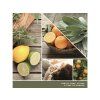 YANKEE CANDLE SAGE & CITRUS SIGNATURE MEDIUM