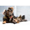 PET SHOP | XL miska pro psy & kočky | 800 ml | zelená