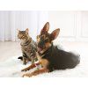 PET SHOP | XL miska pro psy & kočky | 800 ml | modrá