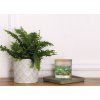 FRESH PINE | sójová vonná svíčka | PARFUMIA® | 250 ml
