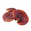 REISHI extrakt 10:1 500 mg