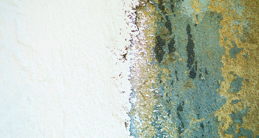 Wie man effektiv gegen Schimmel im Haushalt kämpft – Vorbeugung und Lösungen