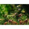 FRESH PINE | sójový vosk do aromalampy | PARFUMIA® | 40 ml