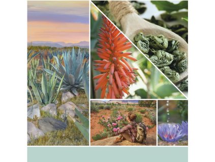 YANKEE SVIJEĆA S ALOE I AGAVE VELIKA