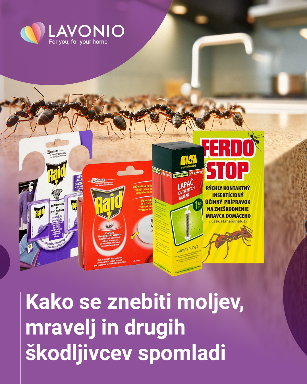 Preverite, kako se spomladi znebiti moljev, mravelj in drugih škodljivcev v domu.