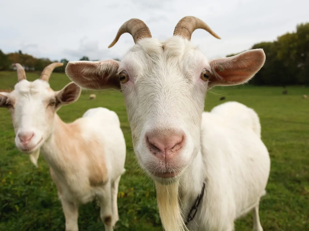 JAK PŘIPRAVIT ZVÍŘATA NA PŘÍCHOD JARA