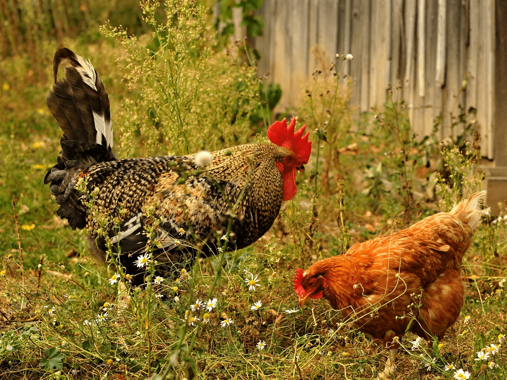BYLINY PRO SPRÁVNÉ TRÁVENÍ - KDY A PROČ JE POUŽÍVAT