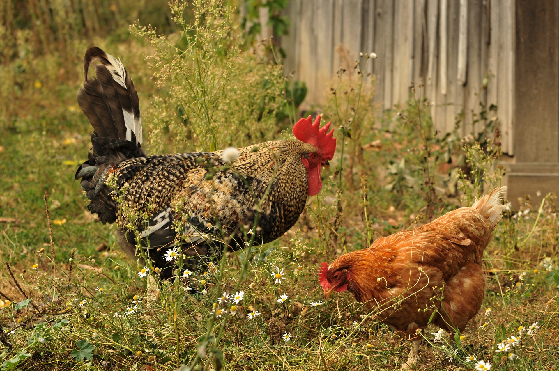 NEJČASTĚJŠÍ CHYBY V KRMENÍ SLEPIC A PROČ ANI PLNÉ KRMÍTKO NEMUSÍ ZNAMENAT ZDRAVÉ HEJNO