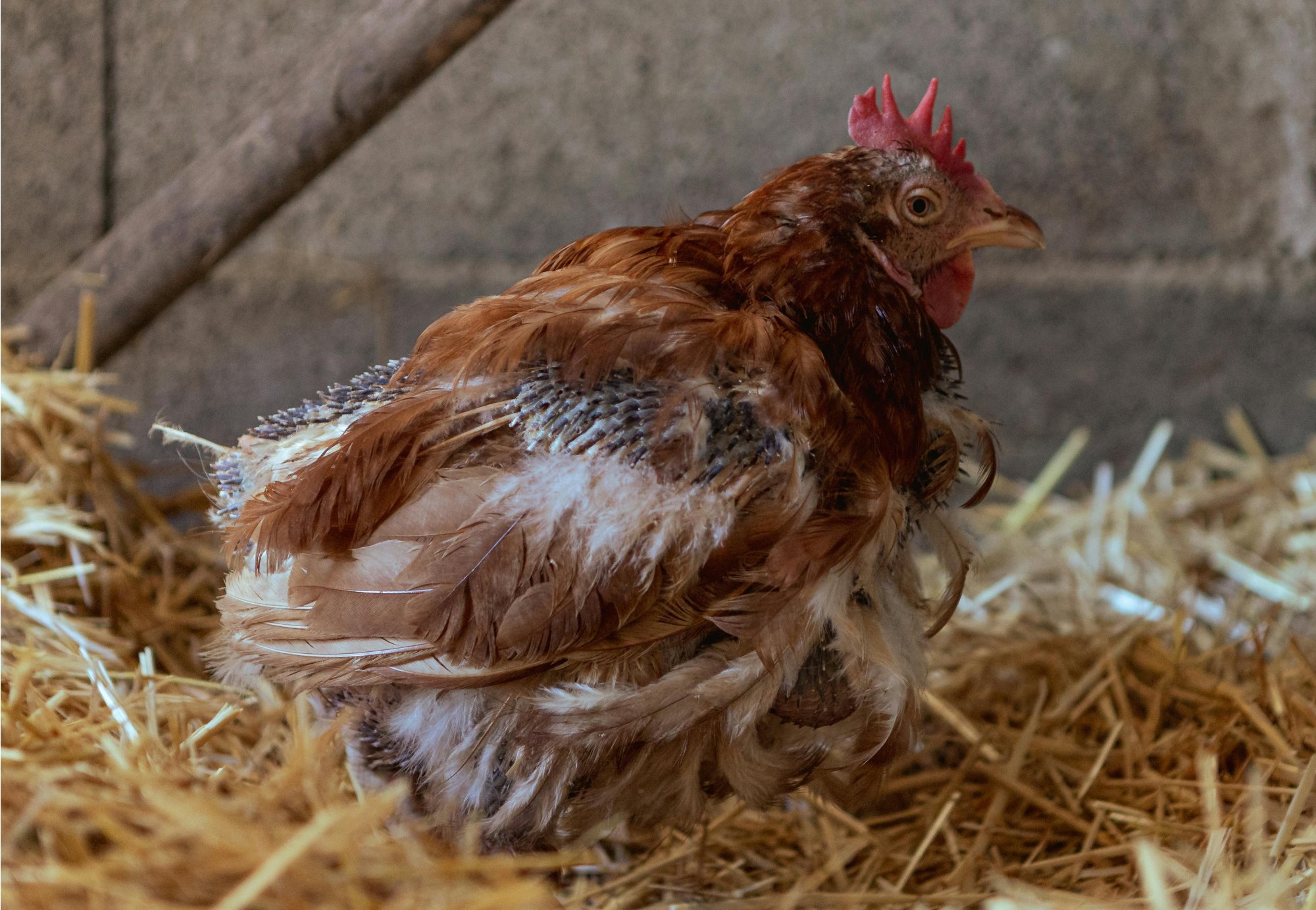 IMUNITA POD LUPOU - JAK POZNAT, ŽE ZVÍŘE POTŘEBUJE POSÍLIT OBRANYSCHOPNOST