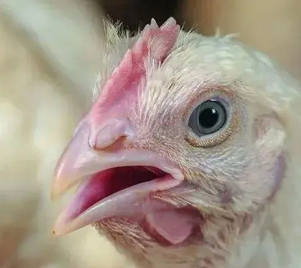 PŘEVOZ ZVÍŘAT A STRES