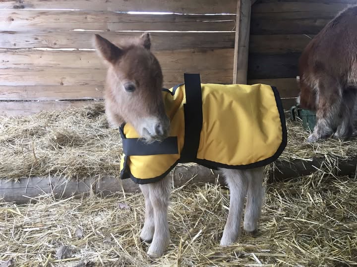 Deka pro pony hříbě Velikost: M