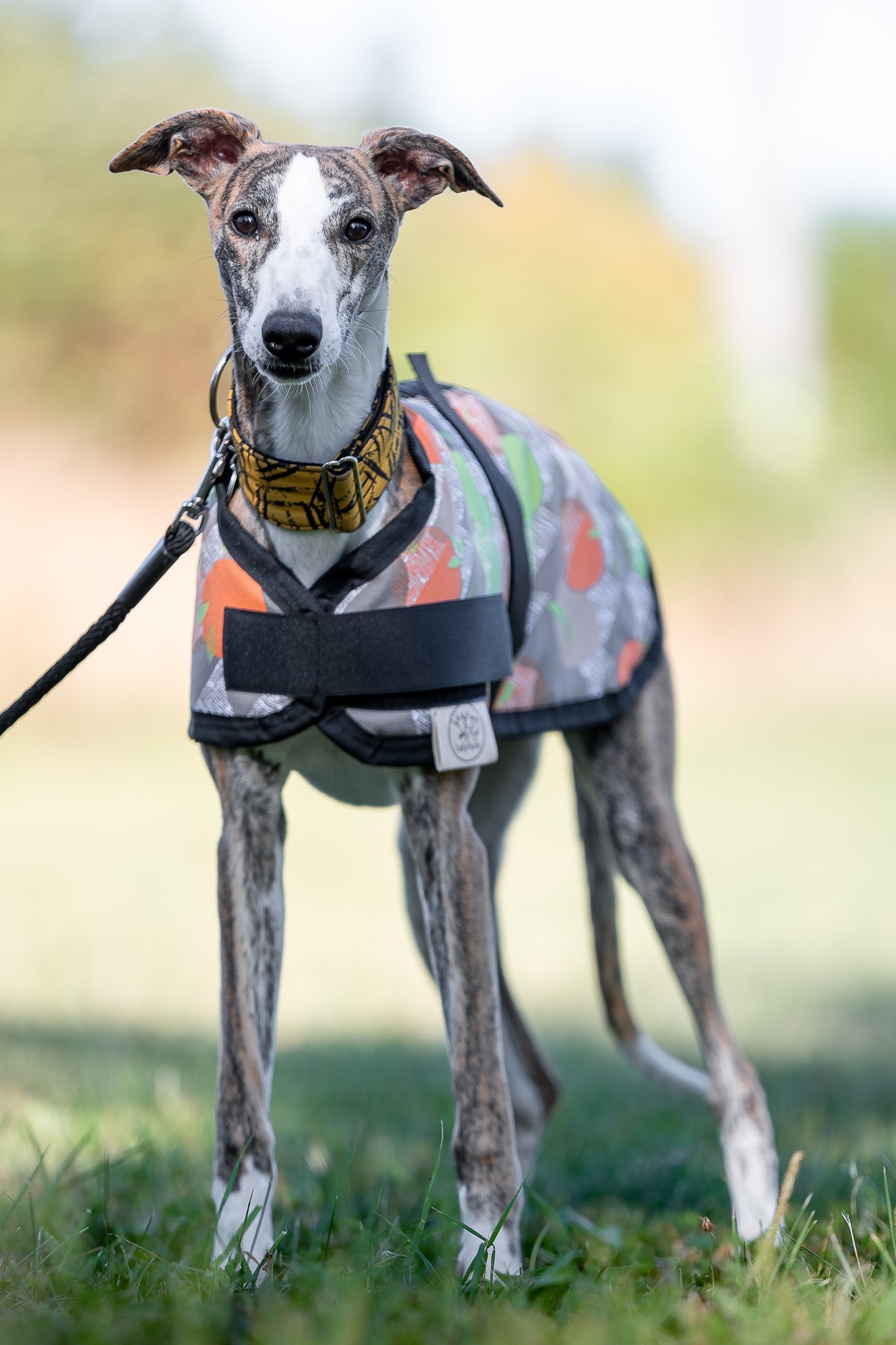 obleček (pláštěnka) pro psa Barva: hnědá, Velikost: vel. XXS (23cm)