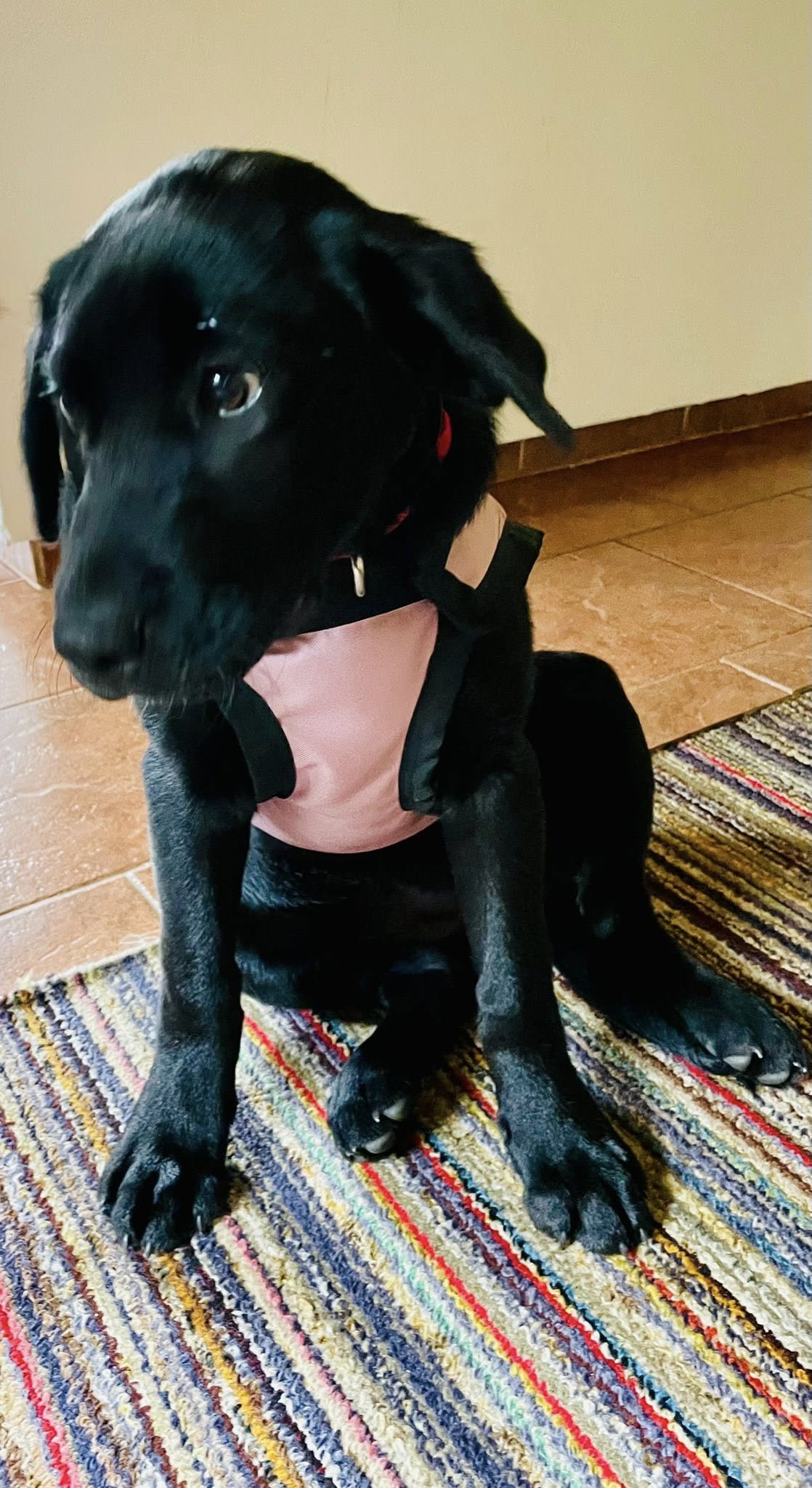 Zimní obleček pro psa Barva: hnědá, Velikost: vel. S (37cm) Zimní obleček pro psa Barva: hnědá, Velikost: vel. S (37cm)