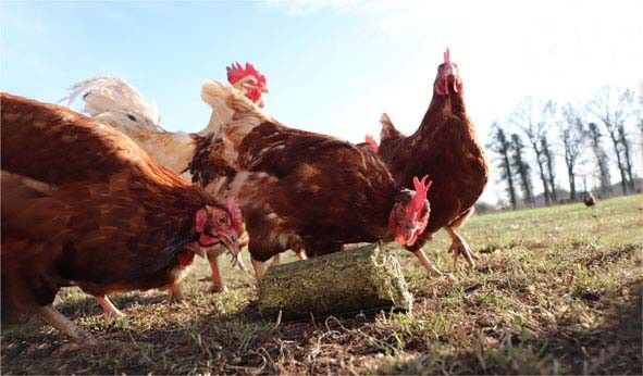 klovací válec z lučního sena (cca 875g)