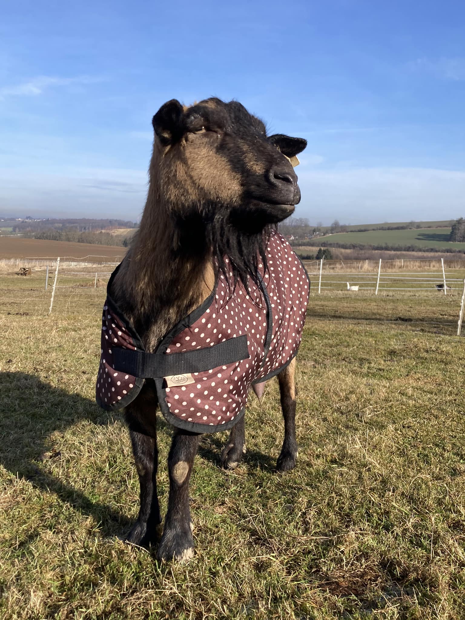 Deka pro kozu/kůzlata Barva: khaki, Velikost: XS-KŮZLATA